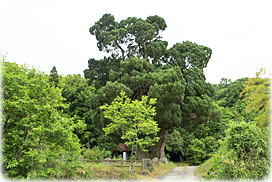画像:北吉井のビャクシン(全景)