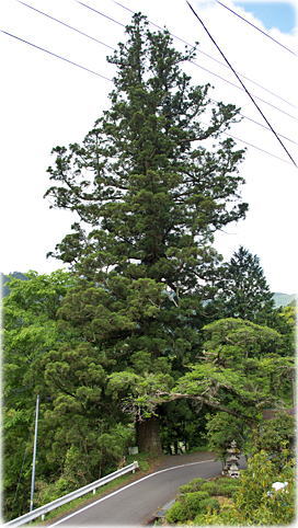 画像:古味大師堂の大杉(全景)