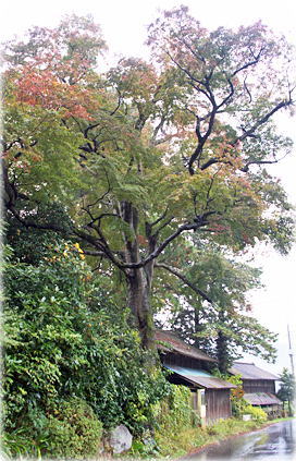 画像:小中町のモミジ