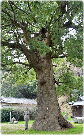 画像:琴弾八幡宮のクスノキ(幹と並ぶ)