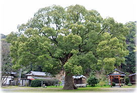 画像:琴弾八幡宮のクスノキ(全景)