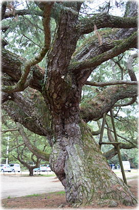 画像:琴弾公園のマツ_1