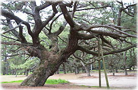 画像:琴弾公園のマツ_2
