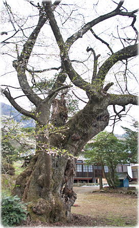 画像：高顕寺の桜