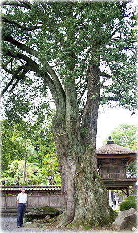 画像:高徳寺のシラカシ(幹と並ぶ)