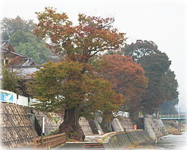画像:久慈川河畔のケヤキ(一番南側のケヤキ)