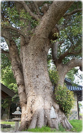 画像:熊手八幡宮のクスノキ