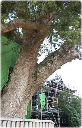 画像:日枝神社の樟