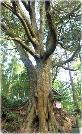 画像:黒磯稲荷神社のスダジイ