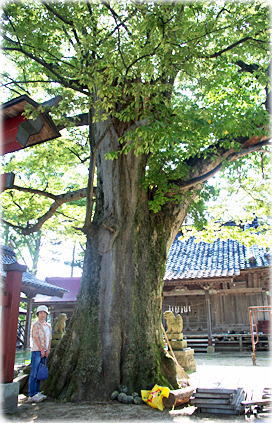 画像：黒森日枝神社のケヤキ（幹と並ぶ）