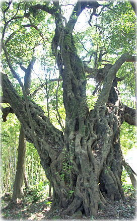 画像:万畑の千年カシ_2 画像:万畑の千年カシ_2