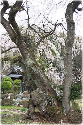 画像：万竜寺十王堂の桜