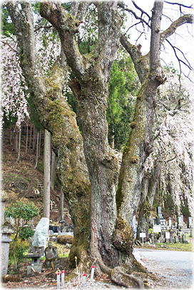 画像：万竜寺の桜