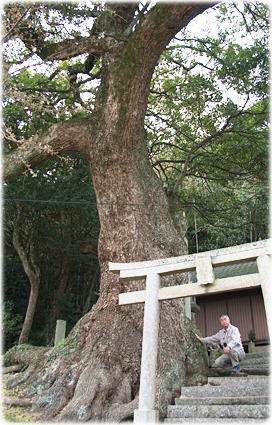 画像:見目荒神宮のクスノキ(幹と並ぶ)