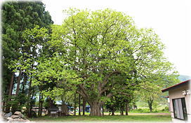 画像:南原の大栗(全景)