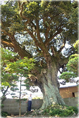 画像:箕輪のスダジイ(幹と並ぶ)