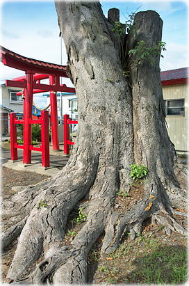画像：水野尾稲荷神社のケヤキ