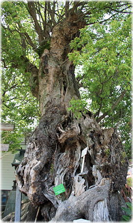 �摜�F�X���_�Ђ̃N�X�m�L