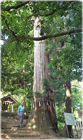 画像:諸毛八幡神社の大スギ(幹と並ぶ)
