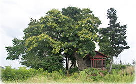 画像:向外瀬のモクゲンジ(全景)