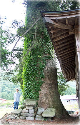 画像:中荒井稲荷社のモミ(幹と並ぶ)