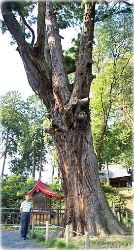 画像:清水寺の杉(幹と並ぶ)