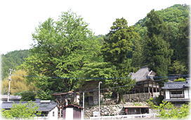 画像:乳出の大イチョウ(遠景)