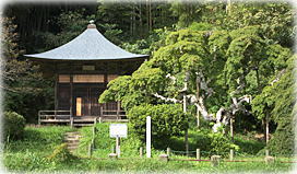 画像:中釜戸のシダレモミジ(全景)