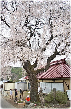 画像:中塩のしだれ桜