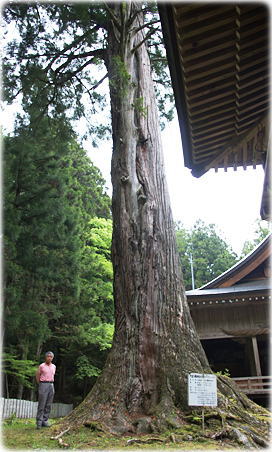 画像:大宮八幡神社の大杉(幹と並ぶ)