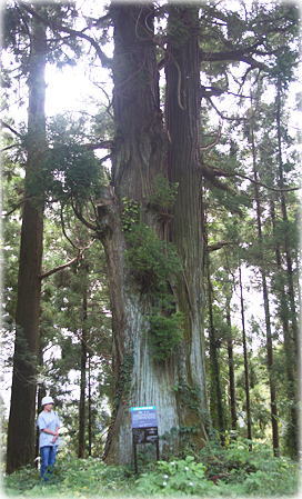 画像:根岸諏訪神社のスギ(幹と並ぶ)