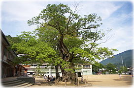 画像:新谷のムクエノキ(全景)