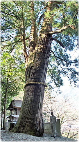 画像:八柱神社の杉(幹と並ぶ)