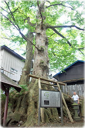画像:八坂神社のケヤキ(幹と並ぶ)