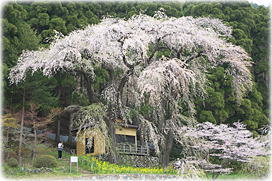 画像:大日向観音堂しだれ桜(全景)