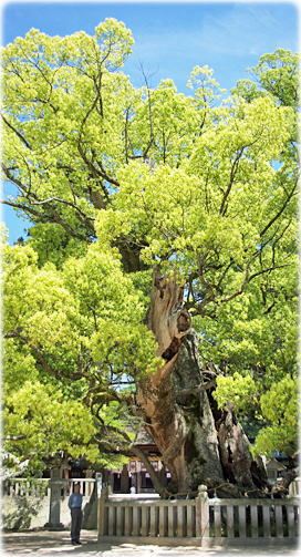 画像:乎知命御手植の楠(幹と並ぶ)