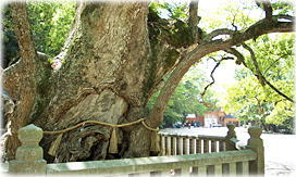 画像:乎知命御手植の楠
