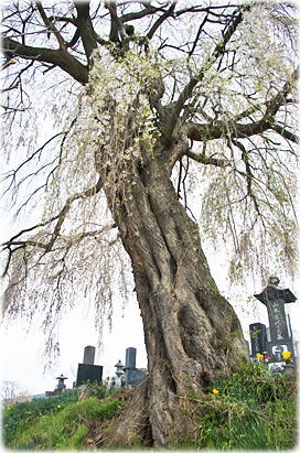 画像:大久保のしだれ桜