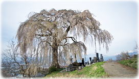 画像:大久保のしだれ桜(全景)