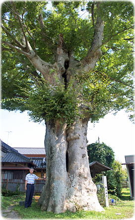 画像:北町のケヤキ(幹と並ぶ)