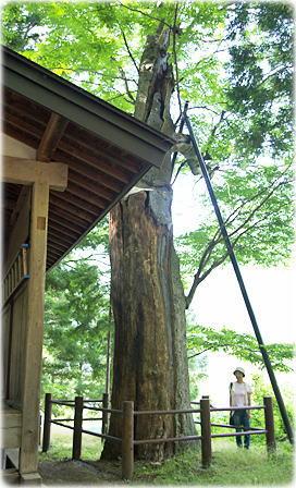 画像:大野田のフジキ(幹と並ぶ)