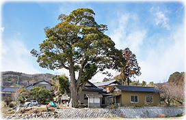 画像:太田のイヌグス(全景)