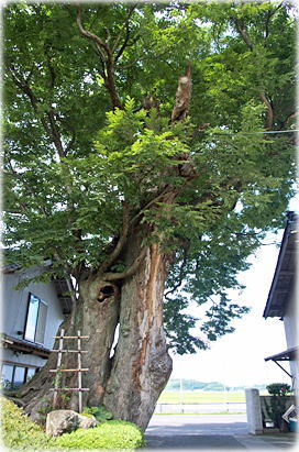 画像:六助けやき