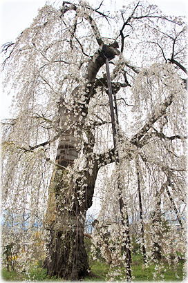 画像:隆谷寺のしだれ桜