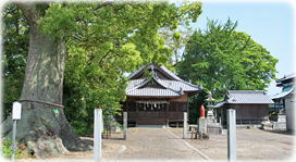 画像:鷺の森神社のクスノキ