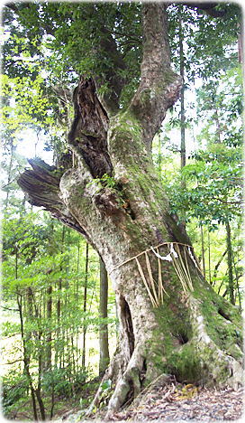 画像:才丸諏訪神社のアカガシ