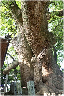 画像:天満神社のクスノキ