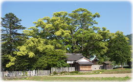 画像:天満神社のクスノキ(全景)
