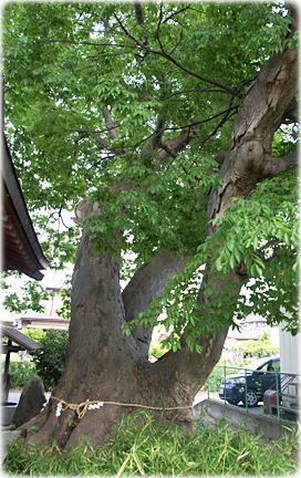 画像:桜田熊野神社のケヤキ