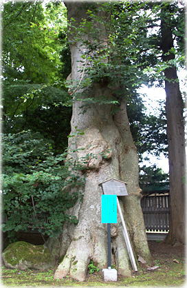 画像:盛美園のケヤキ